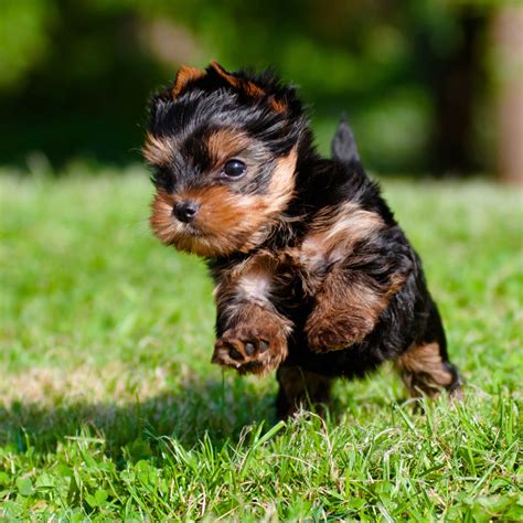  Find a Yorkshire Terrier puppy from reputable breeders near you and nationwide